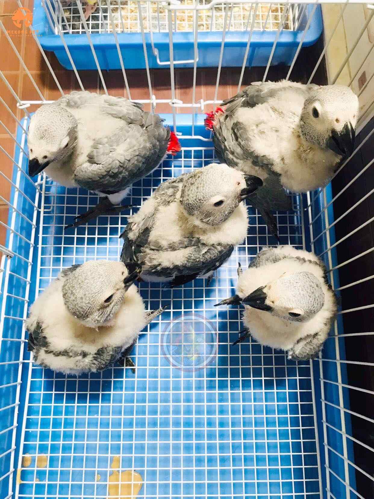 Bán vẹt xám châu phi con 1 tháng tuổi, 2 tháng tuổi tại tphcm